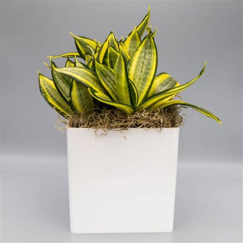 Golden Hahnii Sansevieria Snake Plant Indoor Plant Killian Growers