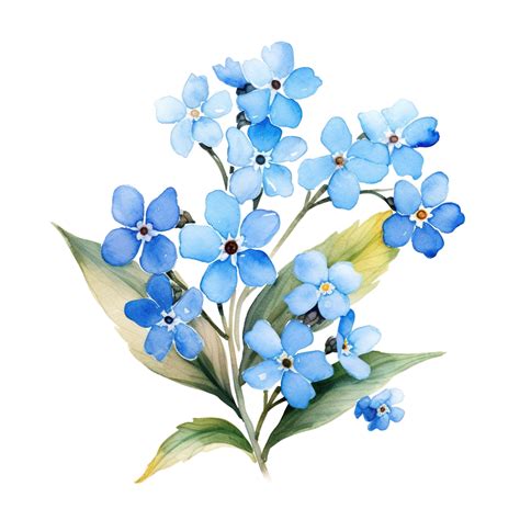 Forget Me Not Flower Watercolor Illustration Flower Botanical