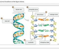 Can You Correctly Label Various Parts Of A Dna Molecule