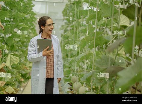 Agricultural researchers develop crop calendars and workflows to ... 