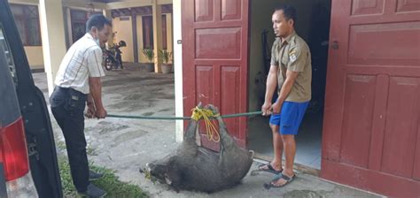 Warga Tangkap Babi Hutan Diperkampungan Padat Penduduk Diduga Babi