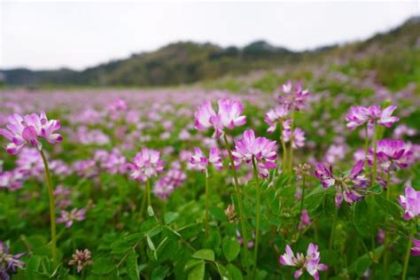 保护观点 一文读懂千岛湖水源地保护策略西湖千岛湖面源新浪新闻