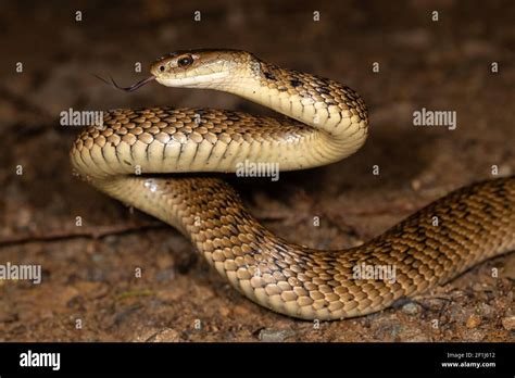 Rough Scaled Snake In Striking Position Stock Photo Alamy