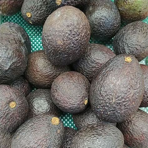 Jual Alpokat Hass Lokal Alpukat Segar 1kg Denpasar Bali Shopee Indonesia