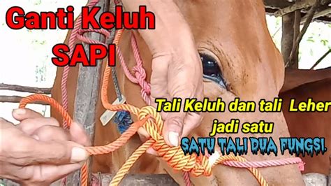 Ganti Keluh Sapi Satu Tali Dua Fungsi Youtube