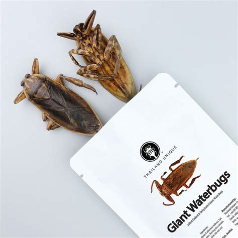 Edible Giant Water Bug Scorpions - Edible Insects For Sale