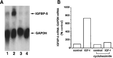 The Protein Synthesis Inhibitor Cycloheximide Abrogates The