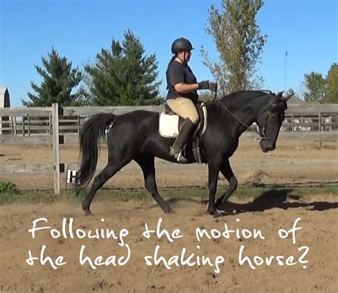 Following The Motion Of The Head Shaking Horse Naturally Gaited Horse