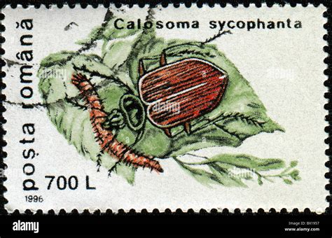 ROMANIA CIRCA 1996 A Stamp Printed In Romania Shows Bug Forest