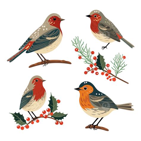 Christmas Bird Set Christmas Robin Vector Illustration Robin