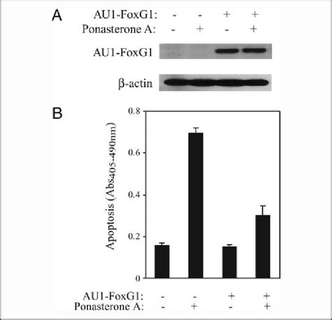 Foxg Inhibits Runx Induced Apoptosis In Ags Runx Cells Ags Runx