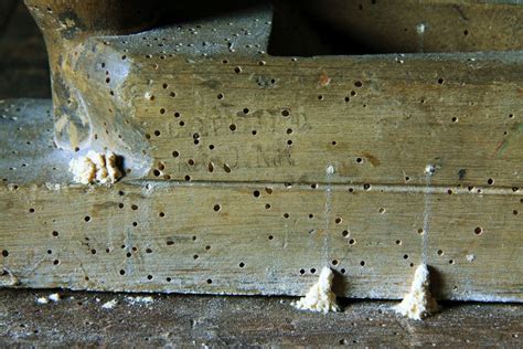 Holzwurm bekämpfen Einfache Hausmittel gegen den Holzschädling