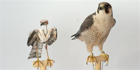 How To Taxidermy A Bird