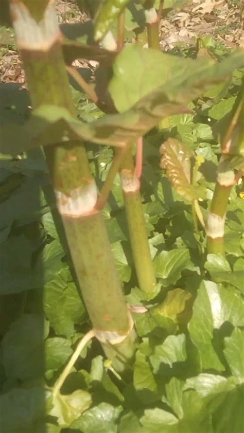 Foraging Buffalotasting Japanese Knotweed Sprouts For The First Time