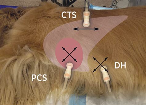 Sonography Assessment: Overview of AFAST and TFAST | Today's Veterinary ...