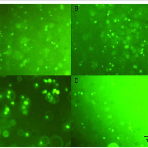 Viability Staining Of Cells Seeded In Hystem Hydrogel A Wj Mscs Download Scientific Diagram