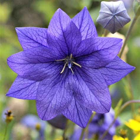 Balloon Flower - Tips for Growing Platycodon grandiflorus