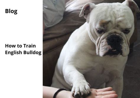 English Bulldog training: Step-by-Step Guide for Beginners