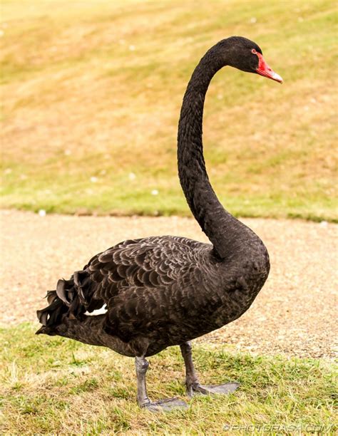 Black Swan - Photorasa Free HD Photos