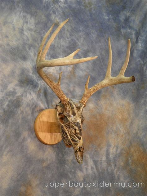 Upper Bay Taxidermy Mobile Gallery European Skulls Antler Mounts And