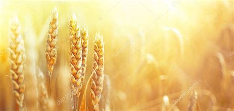 Las Espigas Doradas Maduras Del Trigo Sobre La Naturaleza En El Campo