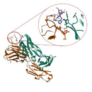 Data obtained during aducanumab clinical trials. | Download Scientific ...