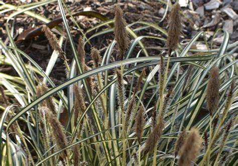 Carex Oshimensis Evergold Striped Weeping Sedge Oshima Kan Suge