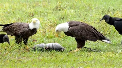 Vulture And Eagle Fight