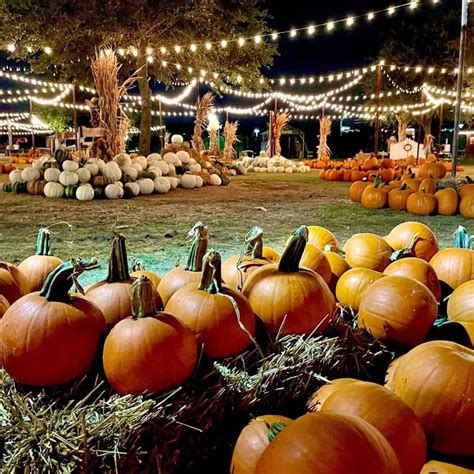 10 Great Pumpkin Patches In Dallas Metro For 2023