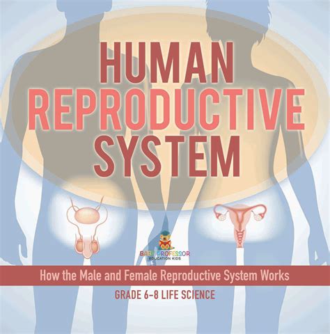 Human Reproductive System How The Male And Female Reproductive Syste