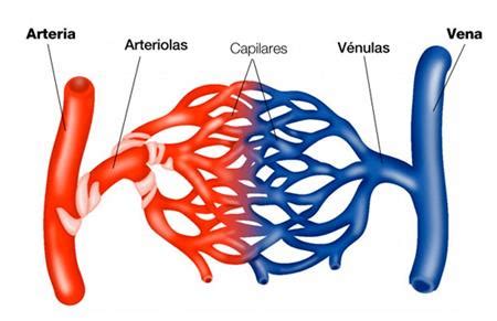 Vasos sanguíneos Qué son Características anatomía y mucho más