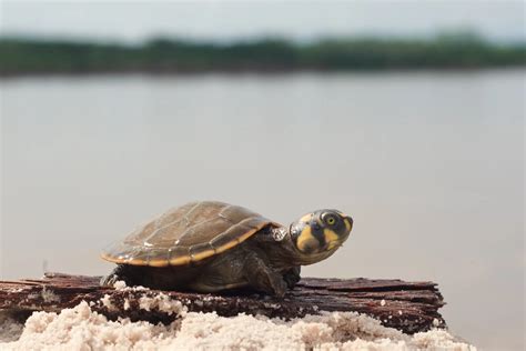 Celebrating A New Generation Of Taricaya Turtles In The Amazon Aqua