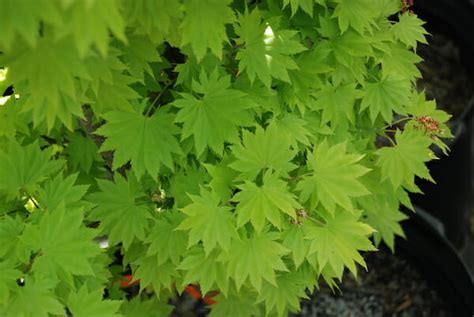 Full Moon Maple 13" Pot - Hello Hello Plants & Garden Supplies