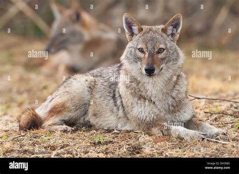 Golden Jackal Canis Aureus Jackal Stock Photo Alamy