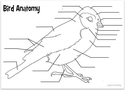 Bird Anatomy Worksheet Anatomy Worksheets