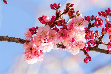 Cherry Flowery Spring Free Stock Photo - Public Domain Pictures