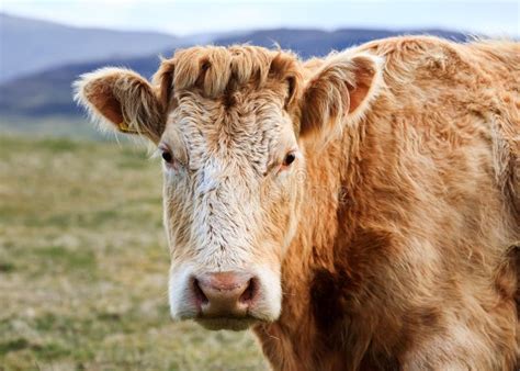 Besta Escocesa Do Gado Das Montanhas Foto De Stock Imagem De Escocesa