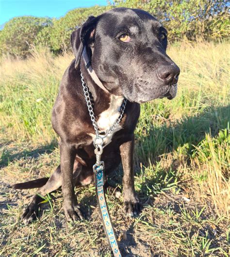 Lead training – Move My Pet