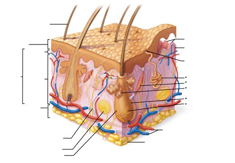 Dermis Diagram Diagram | Quizlet