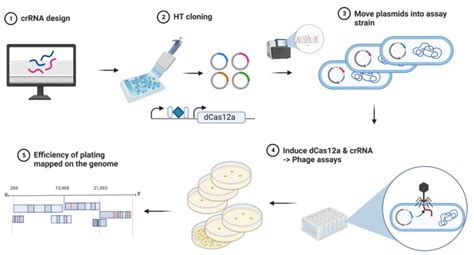 Crispri Design And Assay Format Schematic Of Steps Involved In The