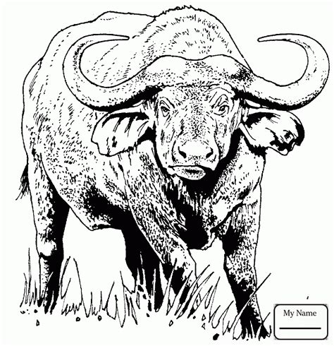 The best free Buffalo drawing images. Download from 771 free drawings ...