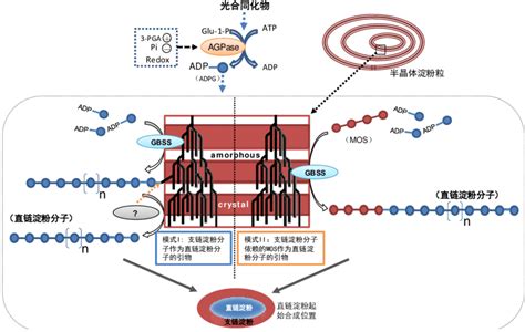 A proposed model of amylose biosynthesis in amyloplast 图 2 ...