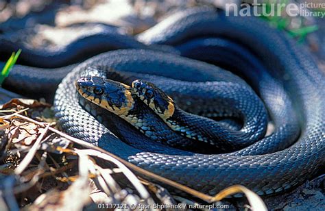 Stock Photo Of Two Grass Snakes Natrix Natrix Coiled Together