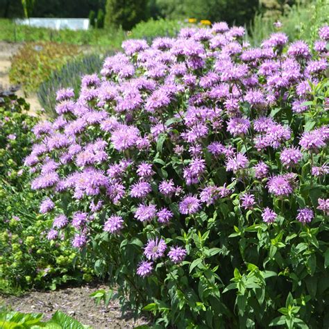 Bee Balm/Wild Bergamot Seeds | Flower Seeds in Packets & Bulk | Eden