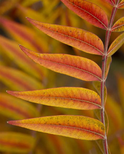 Flameleaf Sumac Like Flames Photograph By Steven Schwartzman Fine Art America