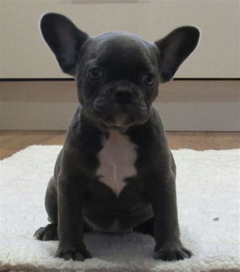 Blue Pied French Bulldog Puppies for Sale