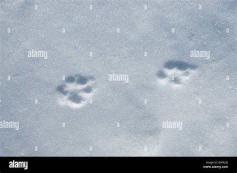 Fox prints in the snow Stock Photo - Alamy