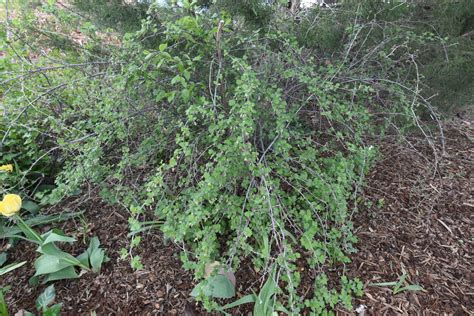 Pixwell Gooseberry