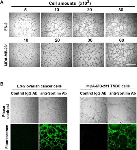 Figure From New Peptide Drug Conjugates For Precise Targeting Of