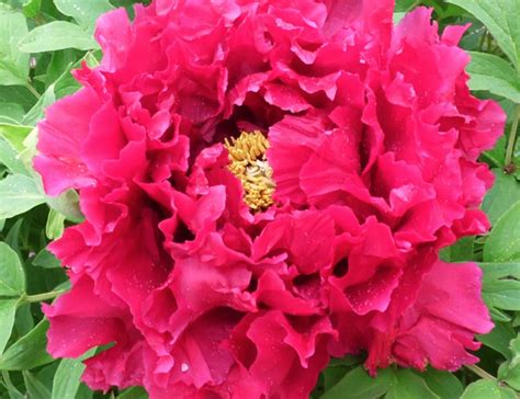 Shimatsubeni Tree Peony Halifax Perennials Inc